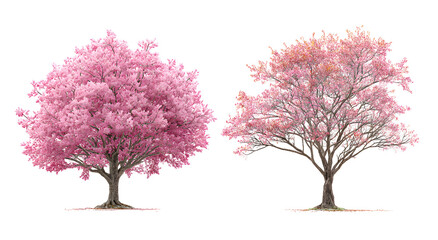 Fototapeta premium Two distinct pink blossom trees, one in full vibrant bloom and other with fading flowers, perfectly isolated on a transparent background, showcasing spring's transient beauty and growth stages