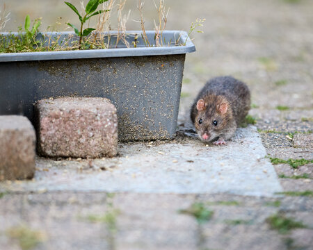 A small brown rodent, a rat, sniffs around on a paved patio next to a dark planter and two brick-like stones. Urban wildlife explores its surroundings in natural light.