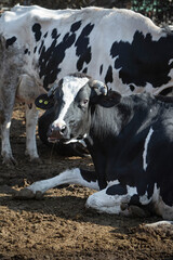 a photo of a black and white cow lying on the ground. The topic of animal husbandry and farms