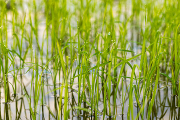Obraz premium Young rice seedlings growing in a flooded paddy field with morning dew drops,Close-up of vibrant green rice sprouts growing through the water surface in a traditional paddy field.