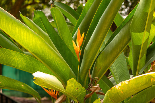 Heliconia golden torch plant, false bird of paradise, peacock&rsquo;s beak, parrot flower. Picture clicked at Children&rsquo;s park, Guindy, Chennai, Tamil Nadu, South India, India