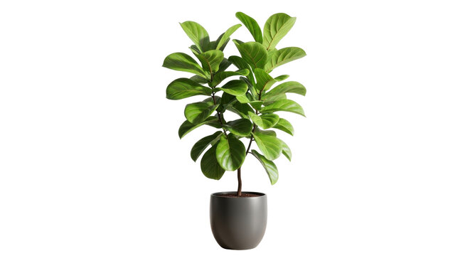 Vibrant green Ficus lyrata plant with large, glossy leaves in a charcoal gray ceramic pot, ideal for interior design. isolated PNG with Transparent Background