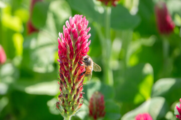 Bine auf Kleebl&uuml;te sitzend