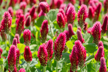 bl&uuml;hender Inkarnatklee