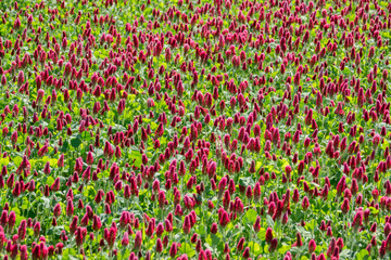 Ausschnitt Klee Feld