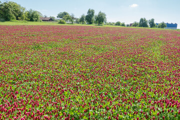 Kleefeld in Landschaft eingebettet