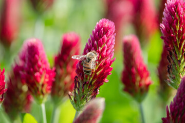 R&uuml;ckenansicht Biene auf Inkarnatklee