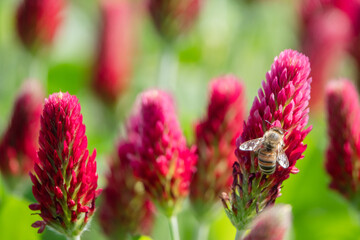 krabbelnde Biene auf Bl&uuml;te vom roten Inkarnatklee