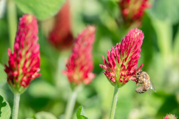 Biene trinkt Nektar auf Klee