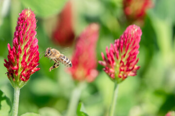 Biene und Bl&uuml;te vom Rotklee