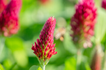 frische Bl&uuml;te Inkarnatklee