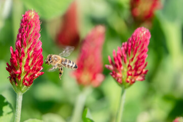 Biene im Anflug auf Bl&uuml;te roter Klee