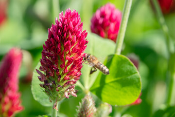 Close up fliegende Biene zu Bl&uuml;te Inkarnatklee
