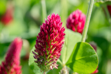 Close Up Bl&uuml;te Inkarnatklee