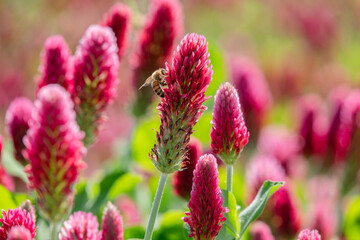 roter Klee mit Honigbiene