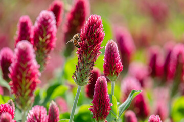 roter Inkarnatklee mit sitzender Biene