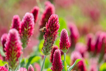 Inkarnatklee und Biene