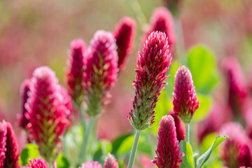 Inkarnatklee Bl&uuml;ten mitte scharf