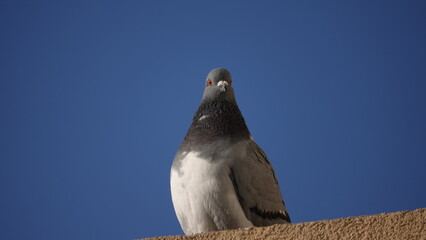 Dorosły, piękny gołąb na tle błękitnego pięknego nieba.  © tomo81