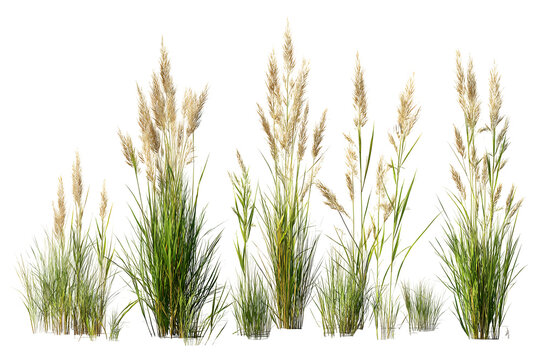 Collection of common reed plants in various stages of maturity with golden hues, isolated on transparent background, ideal for seasonal and natural landscape compositions