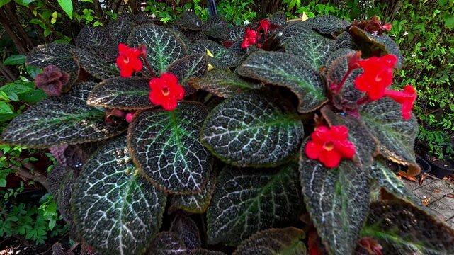 stunning velvety foliage and blossoms in the garden 