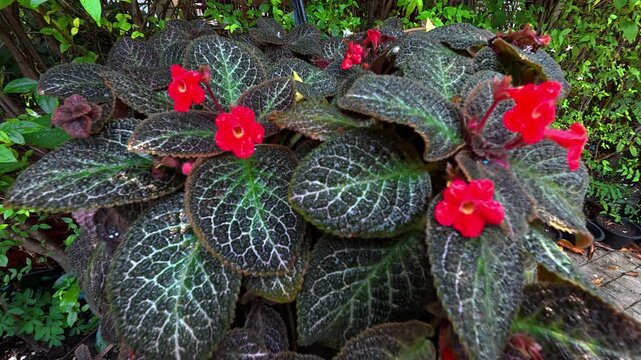stunning velvety foliage and blossoms in the garden 