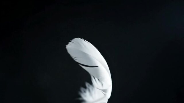 White feather floating in dark space.