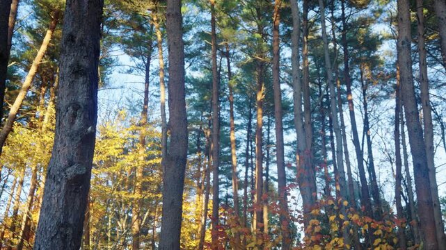 Autumn Pine Forest in Rural Iwate, Tohoku Region Japan, No People Background