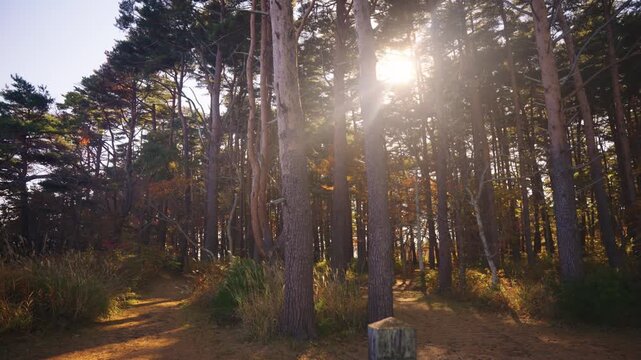 Sunrise in Autumn Pine Forest, Northern Tohoku Region of Iwate Japan