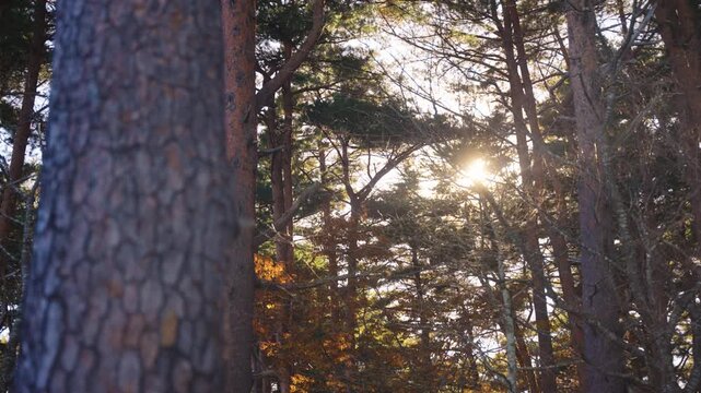 Warm Autumn Forest, Pine Trees at Sunset in Mountains of Iwate Japan