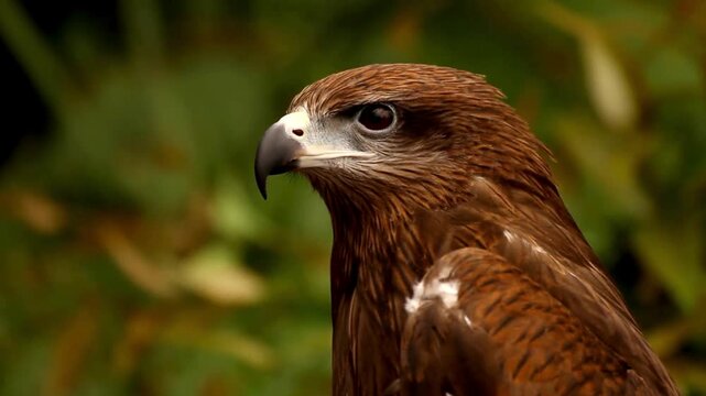 Close-up video of a brown bird of prey, possibly a hawk or eagle, looking intently with sharp eyes, set against a blurred green natural background.