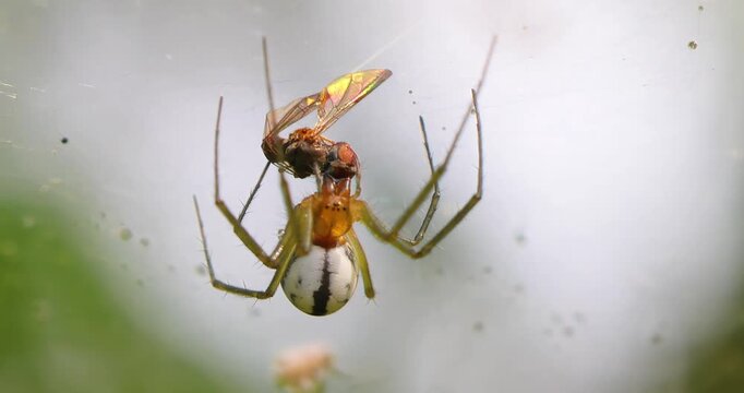 Close-up of spider (Linyphia hortensis) on web eats its prey.