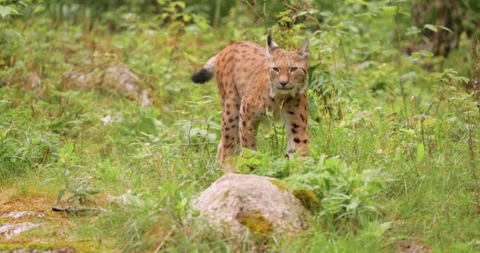 The Eurasian lynx (Lynx lynx) in the forest.