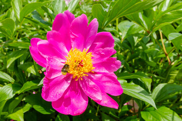 Fototapeta premium タイトル: 新緑の庭園に咲く鮮やかなピンクの芍薬と花粉を集める蜂