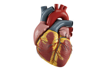 Medically Accurate 3D Illustration of a Human Heart with Arteries and Veins