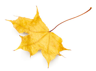autumn leaf isolated on white background. clipping path