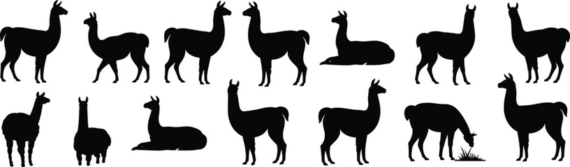 Llama and Alpaca Silhouette Collection with Standing and Sitting Poses Isolated on White Background for Farm Animal Vector Design © Ideasy Mind