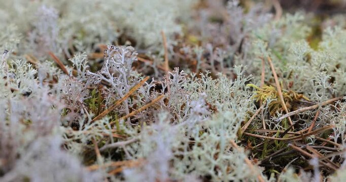 Arctic Tundra lichen moss close-up. Cladonia rangiferina, also known as reindeer cup lichen.
