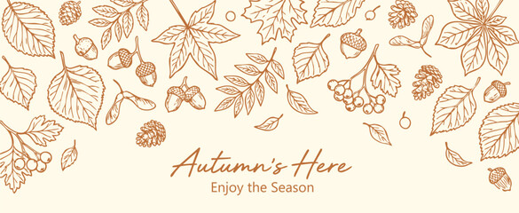 Autumn leaves border vector collection of hand drawn oak and maple foliage with acorns in a line art sketch style for seasonal fall greetings, nature banners and thanksgiving design. © MH HASIB