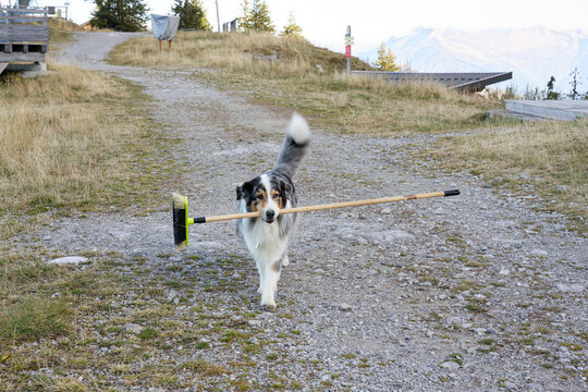 Un chien avec un balai dans la gueule