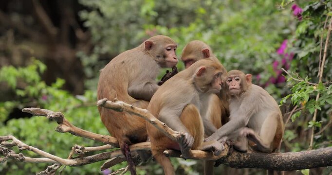 Macaques in nature. Macaques constitute a genus (Macaca) of gregarious monkeys. Macaques are found in a variety of habitats throughout the Asian continent and are highly adaptable.