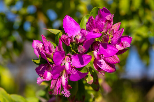 Polygala myrtifolia is a plant species belonging to the Polygala genus.