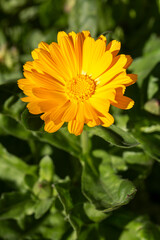Calendula medicinal plant. Common marigold - Calendula officinalis blooming in summer.
