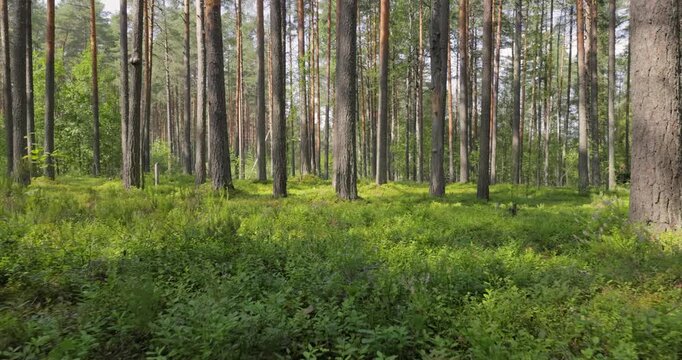 Aerial View of the Forest. Camera moves from the first person through the thicket of a pine forest