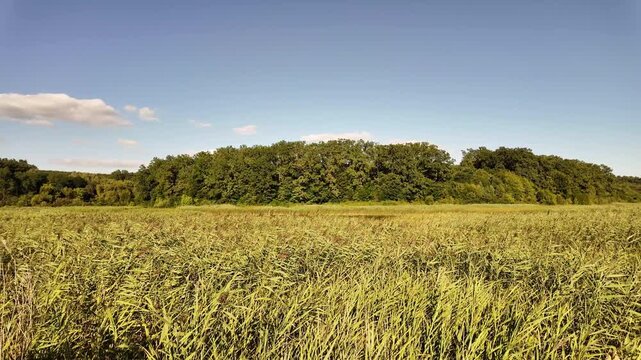 A panoramic view of a calm lake covered with tall reeds, with a forest visible along the opposite shore. The scene captures the quiet, natural atmosphere of a rural waterscape.