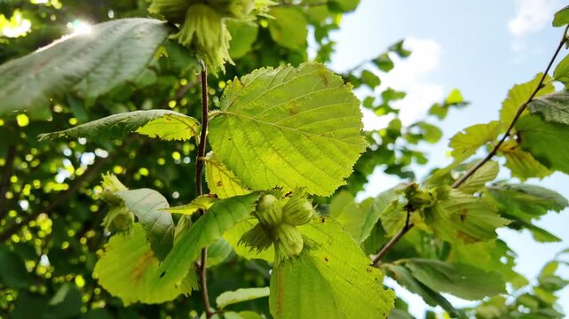 Close-up of hazelnut fruits growing on a branch, with soft sunlight creating natural lens flares. The footage highlights organic textures, warm light, and a calm natural atmosphere.