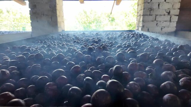 Traditional plum drying kilns inside a rural smokehouse. Smoke slowly rises through the fruit, showing the authentic process of making prunes using natural wood-fired drying in a countryside setting.