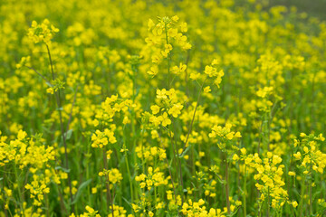 Fototapeta premium 満開の菜の花