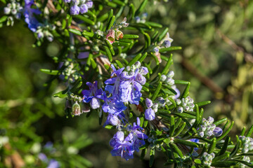 Fototapeta premium Blooming rosemary sprig. Fragrant purple flowers and green leaves.