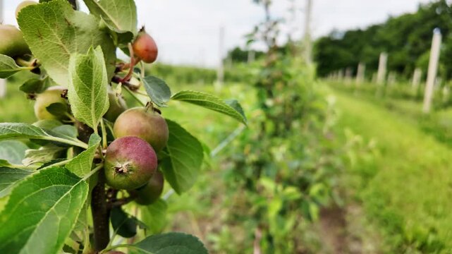 Close-Up of Unripe Green Apples Growing on Tree Branches